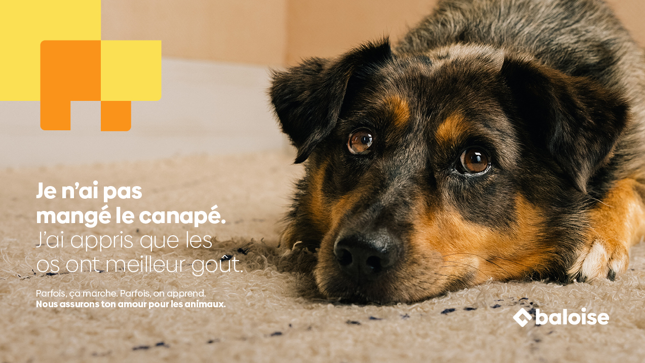 RZ_Baloise_Webseite_1273x716px_FR_Hund