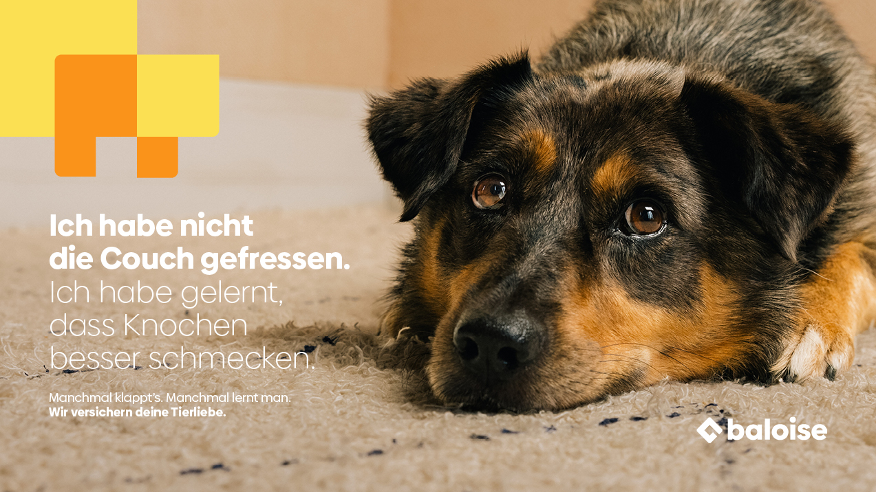 Hund-Sujet_klein